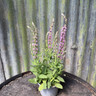 Salvia nem 'Pink Sensation'