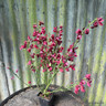 Cytisus ‘Boskoop Ruby’ 9cm