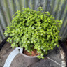 Pittosporum tenuifolium 'Gold Ball' - 5L