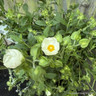 Cistus 'Thrive' 3L