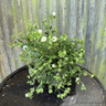 Cistus 'Thrive' 3L