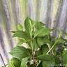 Hydrangea paniculata 'Big Dick' 7.5L