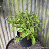 Hydrangea paniculata 'Big Dick' 7.5L