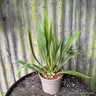 Beschorneria septentrionalis 2L