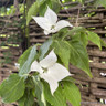Cornus Eddie's White Wonder (Dogwood)