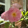 Rosa 'Scepter d'Isle 4L