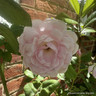 Rosa 'Scepter d'Isle 4L