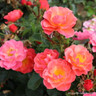 Secret Smile - Floribunda Rose