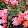 Secret Smile - Floribunda Rose