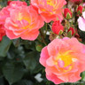 Secret Smile - Floribunda Rose