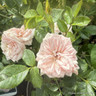 Special Friend - Patio Rose
