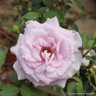 Twice in a Blue Moon - Hybrid Tea Rose