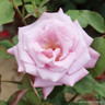 Twice in a Blue Moon - Hybrid Tea Rose