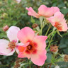 Rose 'For your eyes only' - Floribunda rose