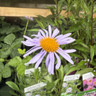 Aster tongolensis 'Wartburg Star'