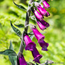 Digitalis purpurea 'Foxybee Dark Pink' - 3L