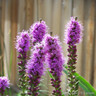 Liatris spicata 'Kobold' - 1ltr