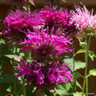 Monarda didyma 'Electric Neon Pink' 1ltr