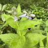 Nepeta subsessilis 'Cool Cat' 1ltr pot