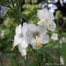 Polemonium caeruleum albiflorum (Jacobs Ladder) 1ltr
