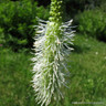 Sanguisorba 'White Brushes'-3L