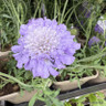 Scabiosa incisa 'Kudo Blue'-1L