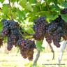 Vitis 'Muscat Bleu' 150-175cm (5L)
