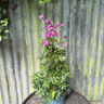 Anemone 'Spring Beauty Pink' 3L