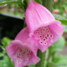 Digitalis 'Hanabee Pink' 2L