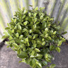 Pittosporum 'Pompom' 3L