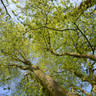 Betula pendula (Silver Birch) Multi-stem 200-250cm