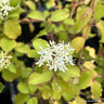 Cornus sanguinea 'Anny’s Winter Orange'