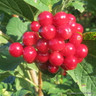 Viburnum opulus compatum