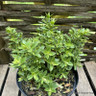 Hebe albicans 'Red Edge'