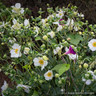 Anemone 'Honorine Jobert'