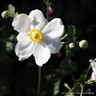 Anemone 'Honorine Jobert'