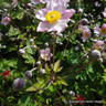 Anemone 'September Charm' - 2ltr