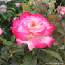 You're My Everything - Hybrid Tea Rose
