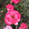 You're My Everything - Hybrid Tea Rose