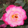 You're My Everything - Hybrid Tea Rose