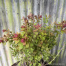 Spiraea 'Sparkling Champagne'