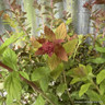 Spiraea 'Sparkling Champagne'