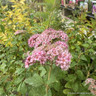 Spiraea 'Sparkling Champagne'