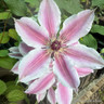 Clematis 'Nelly Moser' 3L