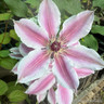 Clematis 'Nelly Moser' 3L