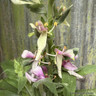 Digitalis 'Apple Blossom' 3L