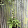 Digitalis 'Apple Blossom' 3L