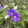 Geranium 'Eureka'