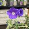 Geranium 'Eureka'