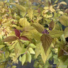 Spiraea jap. 'Firelight' 3L
